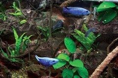 T-Rex Aquarium Decor – Rocky Shoals Background – 20 Gallon