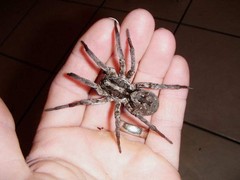 Carolina Wolf Spider (Hogna carolinensis) – 1/2-1.5 in