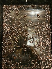 500 COUNT LIVE DARKLING BEETLES – FOR FEEDING ONLY – REPTILES AND BIRDS