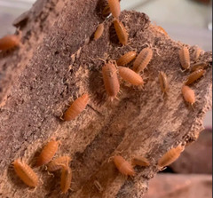 25+ Powder Orange Isopods + Free 2 Day Shipping!