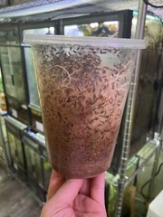 Fruit Fly Media Culture Mix Kit Makes 10 culture 1.5Lb (24oz)