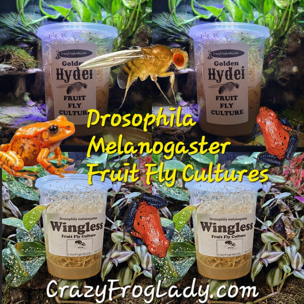 Wingless Fruit Fly Cultures 2 Pack+ 2 Pack of Golden Hydei Total of 4 CULTURES.