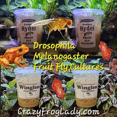 Wingless Fruit Fly Cultures 2 Pack+ 2 Pack of Golden Hydei Total of 4 CULTURES.