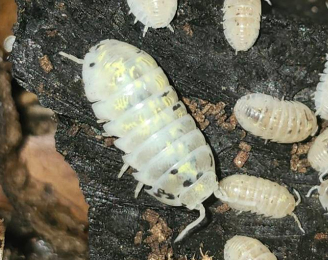 15CT+ A. Vulgare “Magic Potion” | Isopod, Bioactive, Cleanup Crew, Roly-Poly