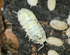 15CT+ A. Vulgare “Magic Potion” | Isopod, Bioactive, Cleanup Crew, Roly-Poly