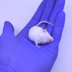 40 Frozen Feeder Mice Hoppers Mice -FREE S&H -MiceDirect! Rodents Reptiles Snake