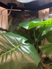 Thrive Vertical Hexagon Tropical Reptile Terrarium FULL SETUP
