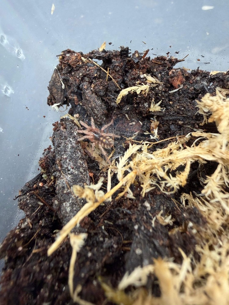 Pumpkin Patch Tarantula (Hapalopus formosus) – 1/4-1/2 in