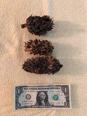 Starter Leaf Litter Vivariums Terrariums Isopods Dart Frog 2 Ga. BAG BONUS PODS