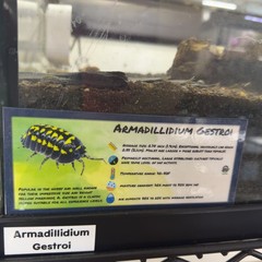 Isopod Bin Label- Armadillidium Gestroi