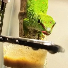 100 Pcs Clear Small Gecko Food and Water Cups Plastic Feeding Cups