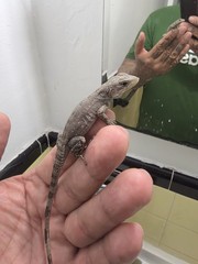 Live Pet Lizard Gray – Juvenile Small Baby critically endangered captive bread