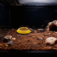 Small Invertebrate Feeding Dish – Cockroach Bowl, Ideal for Tiny Insect Pets