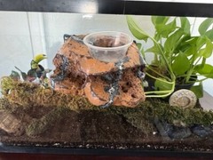 Reptile Magnetic Ledge With 5 Feeder Cups Small Desert
