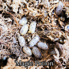 12+ Magic Potion Isopods (Armadillidium vulgare) Free Shipping Nationwide