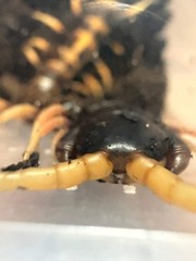 Lava Centipede (Scolopendra subspinipes ‘Piceoflava’) – 8-10 in
