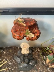Magnetic Rock Ledges For Terrariums And Cages (Limited Edition) Small LAVA