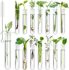 15Pcs Clear Test Tubes for Plant, 20ml Plant Propagation Tube with Brush, Plasti