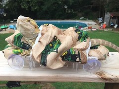 JOHN DEER PRINTS LRG RESTING BEIGE BED COVERS ONLY NO FRAME BED 4 BEARDED DRAGON