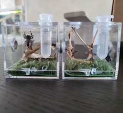 AWXZOM Spider Terrarium, Acrylic Reptile Breeding Box Jumping Clear