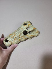 Medium Crocodile Skull For Snake Tank, Reptiles, Iguanas, New