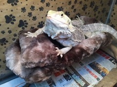 MINKY MARB FAUX FUR LRG ATTACHABLE RESTING BED SET CUDDLE COVER 4 BEARDED DRAGON