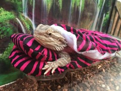 ZEBRA PRINTS LRG RESTING SOFT BED COVERS ONLY (NO FRAME BED) 4 BEARDED DRAGON
