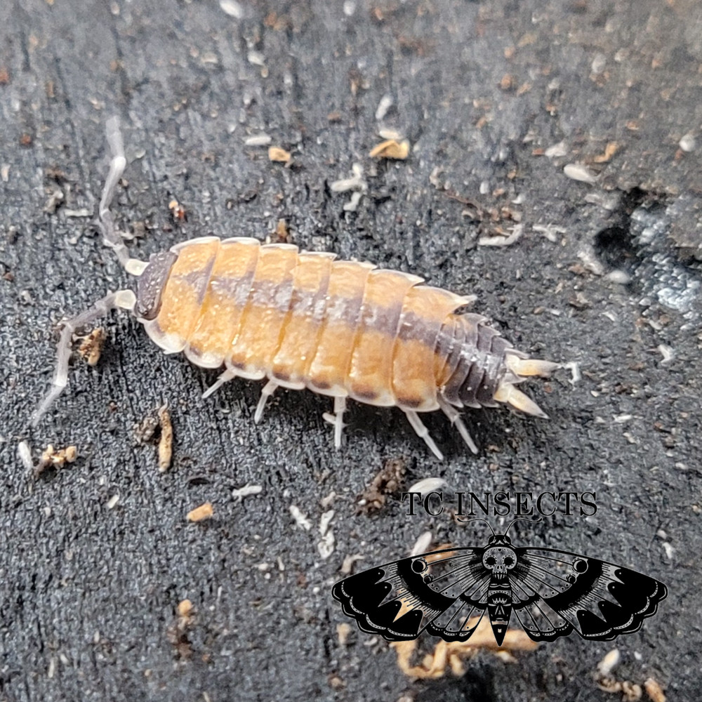 10ct Philoscia sp. “Thai” Isopods | Bioactive Free Shipping Nationwide