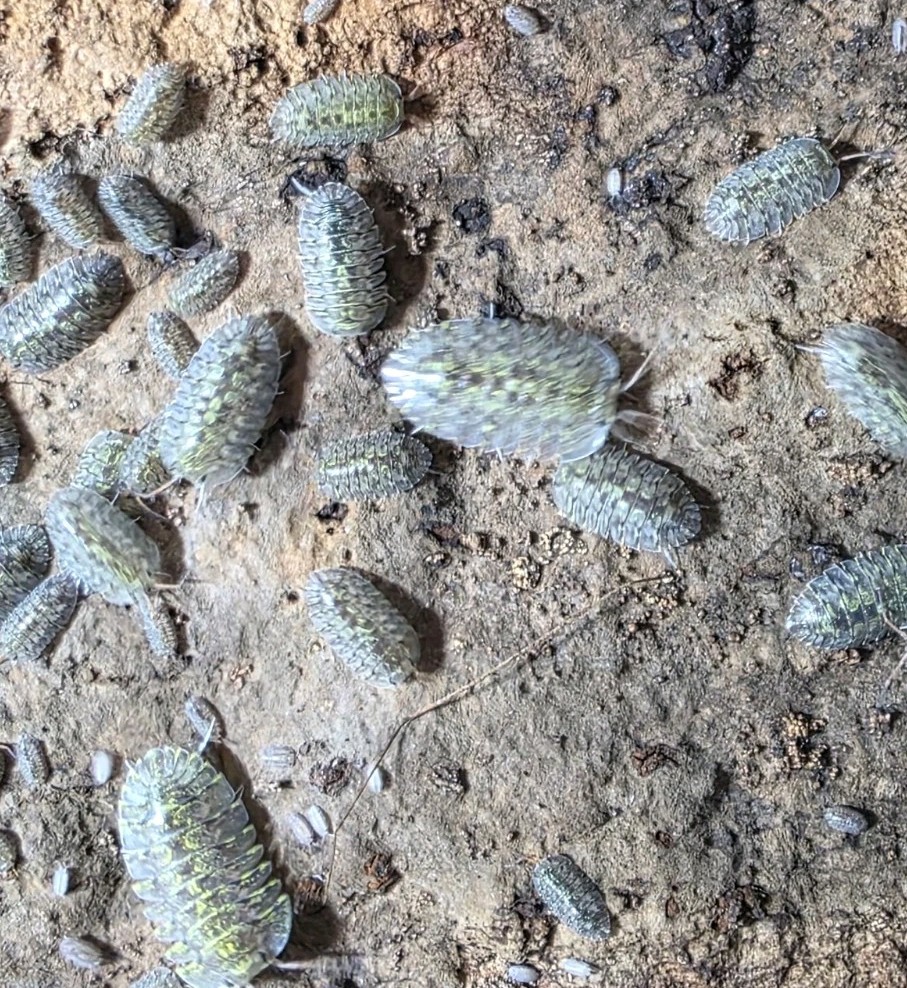 Green Spot Isopods (Troglodillo sp. “Green Spot”) – Rare Live Isopods Bioactive