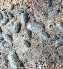 Green Spot Isopods (Troglodillo sp. “Green Spot”) – Rare Live Isopods Bioactive