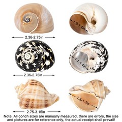 2.33.1 Inch Boutique Medium Large Natural Hermit Crab Turbo Shells Opening