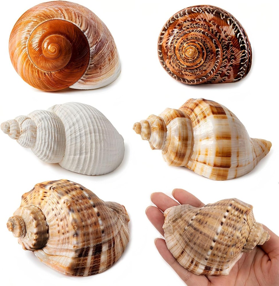 5PCS Large Hermit Crab Shells | Natural Sea Conch Size 2.8″ – 3.9″, Opening S…