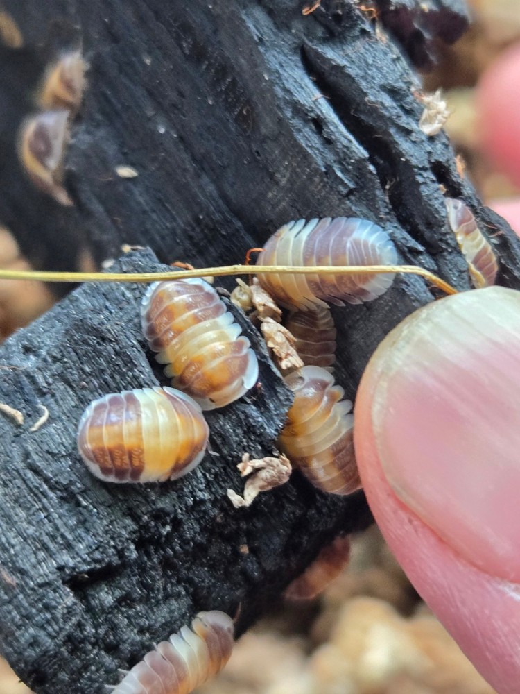 14+1 Cubaris Cappucino isopods