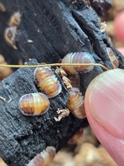 14+1 Cubaris Cappucino isopods