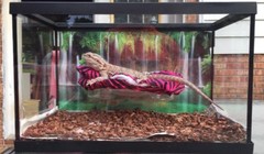 ZEBRA PRINTS LRG RESTING SOFT BED COVERS ONLY (NO FRAME BED) 4 BEARDED DRAGON