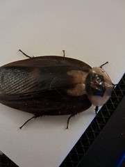 Death’s Head Cockroach 10+ Nymphs