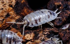 Dairy Cow Isopods (Porcellio Laevis) Bioactive Feeders 25+ Count Free Shipping
