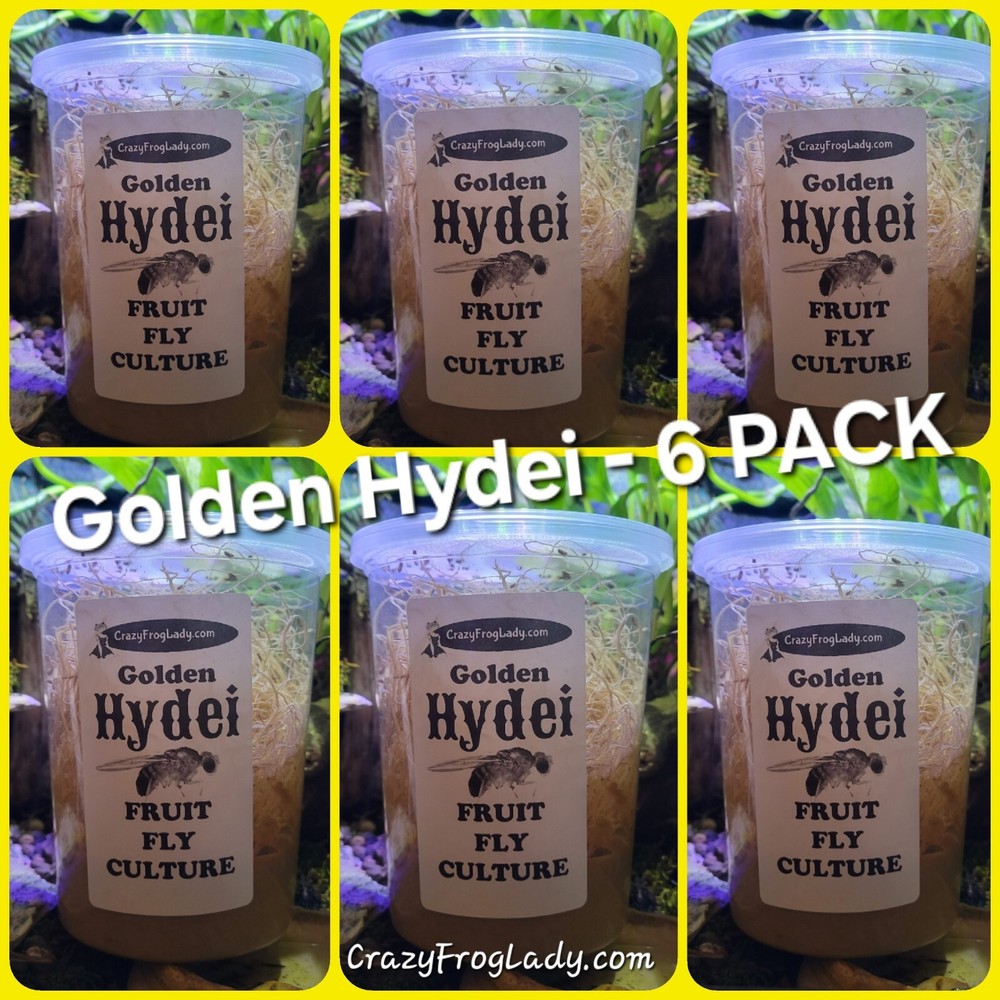 Fruit Fly Culture Golden Hydei Melongaster 6 Pack Reptile & Dart Frog Food LIVE