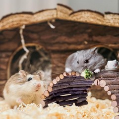 Hermit Crab Hideout & Climbing Toys Large Size Reptile Climbing Decor