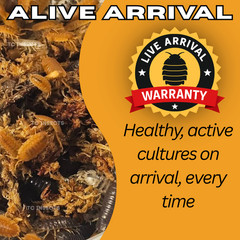 Combo Deal | 100+ Party Mix Isopods And 8oz Springtails | FREE SHIPPING!!