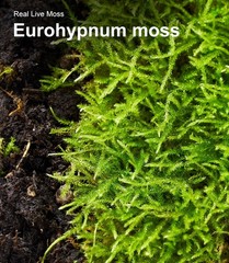 Live Moss Duo Pack 2 Types of Real Live Sheet/Sphagnum Moss for Terrariums, T…