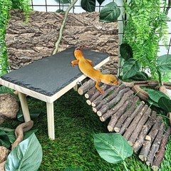 BNOSDM Bearded Dragon Basking Rock Platform with Climbing Ramp Reptiles Hideo…