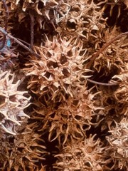 10, 25, or 50 Pieces Sweet Gum Pod, Balls, Paw Paws, Liquidambar – Natural, Orga