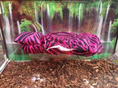ZEBRA PRINTS LRG RESTING SOFT BED COVERS ONLY (NO FRAME BED) 4 BEARDED DRAGON