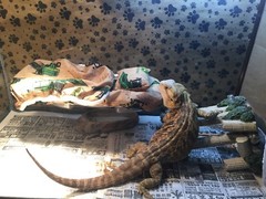 JOHN DEER PRINTS LRG RESTING BEIGE BED COVERS ONLY NO FRAME BED 4 BEARDED DRAGON