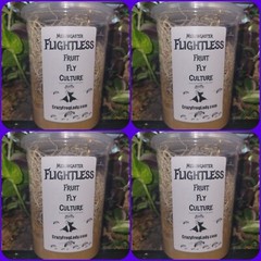Flightless Fruit Fly Cultures 4 Pack+ 4 Pack of Hydei Total of 8 CULTURES