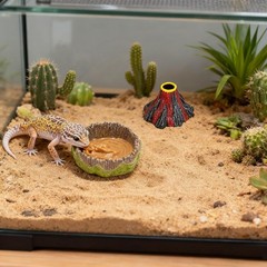 2 Pack Green Small Reptile Feeding Dishes Gecko Food Water Bowls