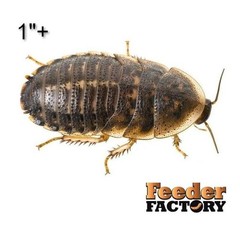 Dubia Roaches – 4 different sizes – Adult Males and Females – FREE SHIPPING
