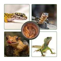 YOJOR 0.5oz Crested Gecko Food and Water Feeding 0.01 Fl Oz (Pack of 100)