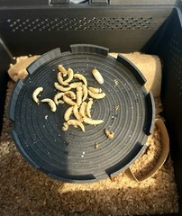 Mealworm Farm/Habitat/Breeding Boxes (3-Tier System)